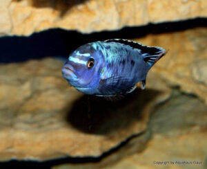 Metriaclima sp. 'msobo' Pombo Rocks